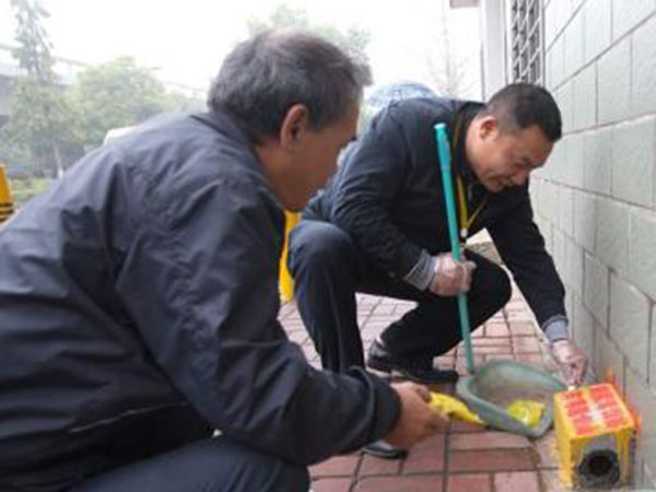 成都除虫公司介绍蟑螂有哪些特点（繁殖和迁徙能力，生命力）