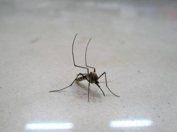 崇州市灭蚊子防治公司