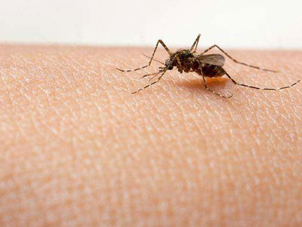 新都区灭蚊子防治公司